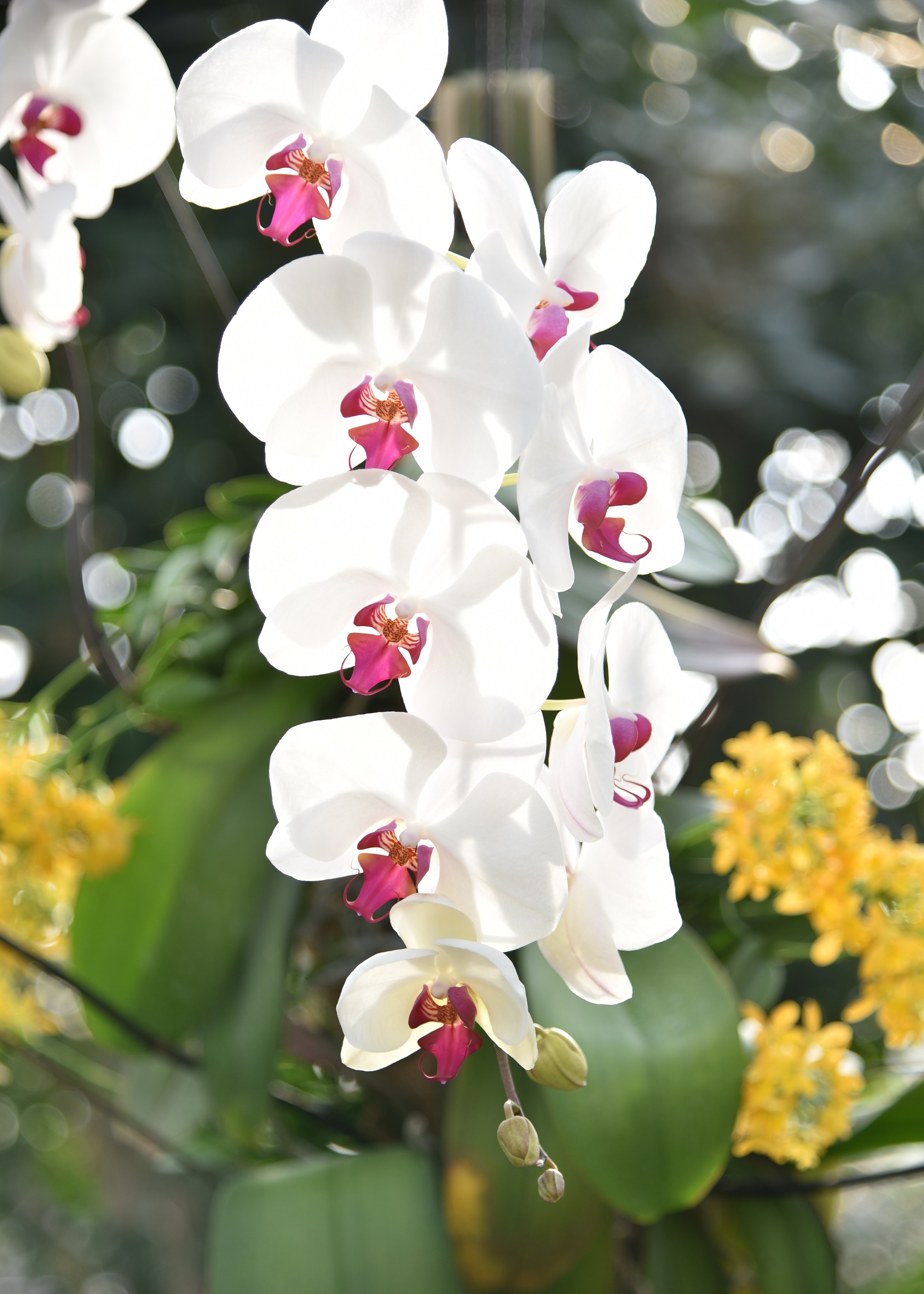 岐阜でお祝いに胡蝶蘭を贈る際におすすめの色は 色別の花言葉を解説 花夢館 フラワーみずり 店舗紹介