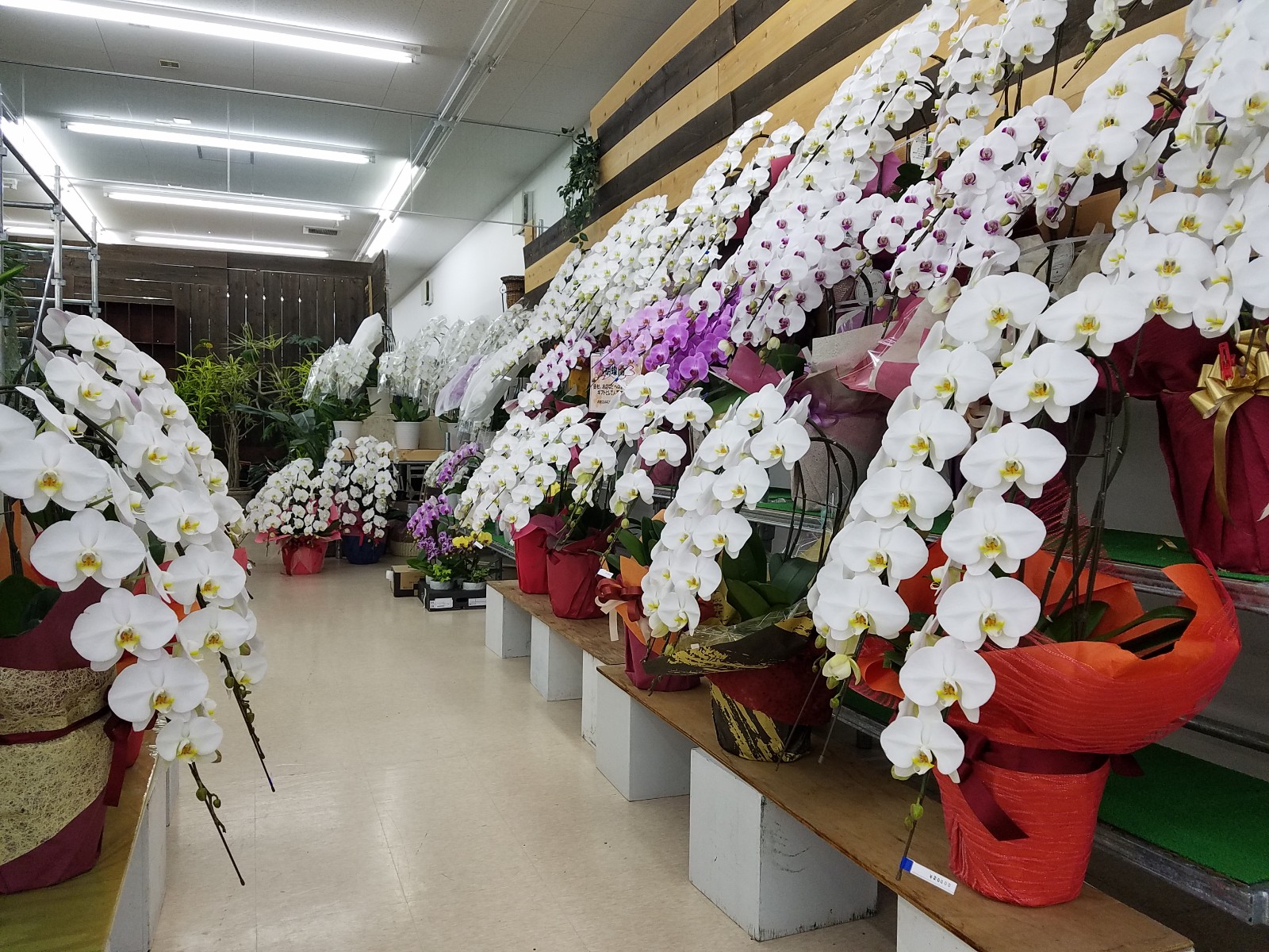 岐阜の花屋が解説する 胡蝶蘭が贈り物で適している理由は フローラル花夢館 店舗紹介