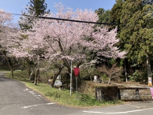 桜