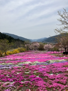 芝桜