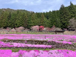 芝桜