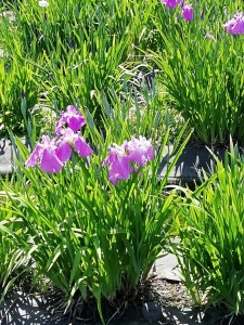 神戸町バラ公園