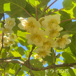 キウイの花