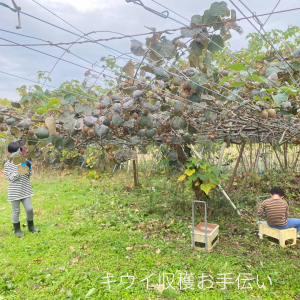 キウイ収穫